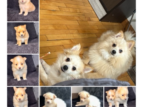 Pomeranian – Pomeranian puppies – Milwaukee