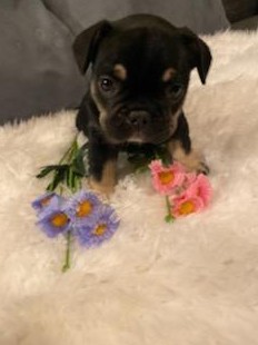 French Bulldog – 3 French Bulldog Puppies