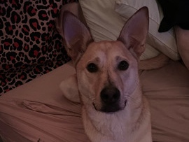 Siberian Husky – 2 1/2 year old husky mix – Tacoma