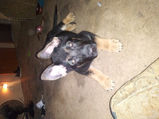 German Shepherd – German Sheppard