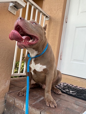 American Pit Bull Terrier – American xl bully