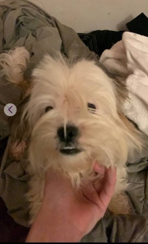 Shih Tzu – shih tzu needs a home