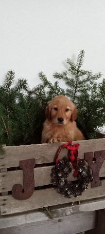 Golden Retriever – golden retriever puppies