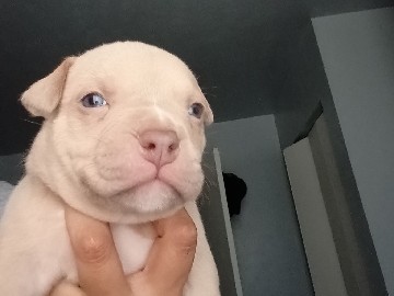 American Bulldog – American bully puppies. 1 boy, 2 girls – South Bend