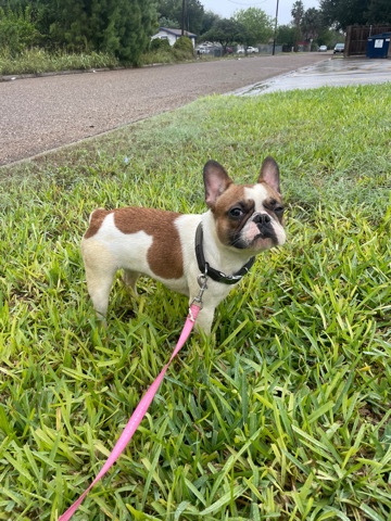 French Bulldog – Female French bulldog AKC