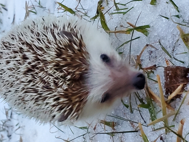 Male 2 YO Hedgehog