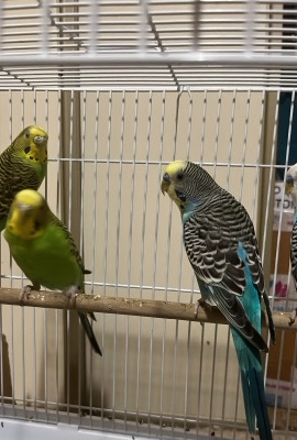 4 budgies for sale