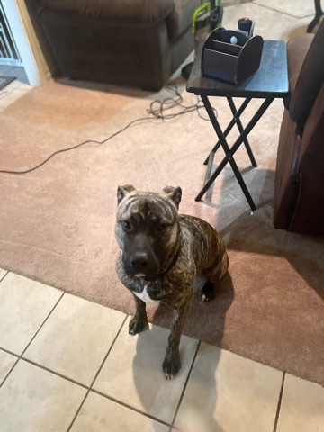 Boxer – CHYENE-find her a good home