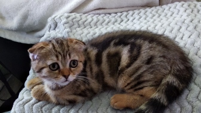 Scottish Fold – Scottish fold girl