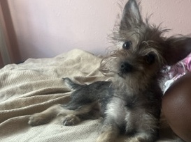 Yorkshire Terrier – yorkies