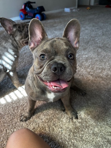 French Bulldog – frenchie