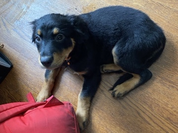 Rottweiler - Dog for sale available for adoption in Muncie