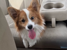 Cardigan Welsh Corgi – rehoming my corgi his name is Stanley – Lincolnton