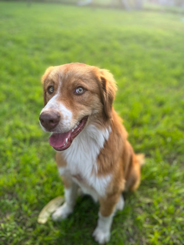 Australian Shepherd – rehome dog