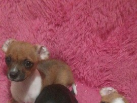 Chihuahua – for sale mix bread terrier chiwawa puppy – Temple