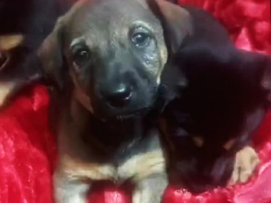 German Shepherd – Healthy & Playful Pet for Sale – Loving Home Neededcross Breed  Well-Trained Pet Available for Adopt – Bengaluru