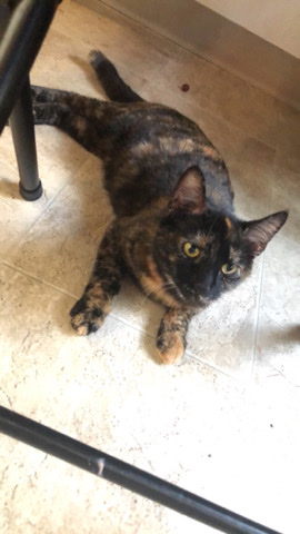 American Shorthair – Tortie Cat