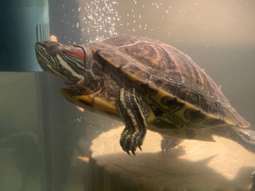 Turtle – Red eared slider – Harrisburg