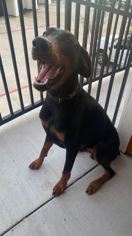 Doberman Pinscher – Doberman
