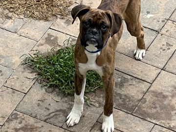 Boxer – Boxer – Thurmont