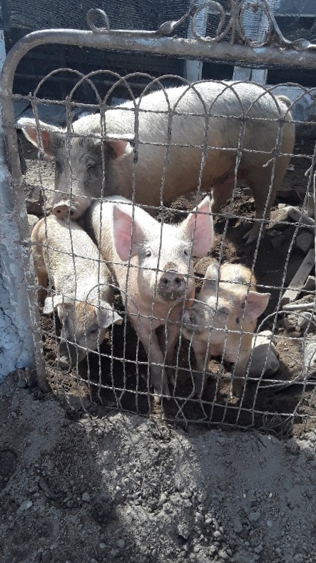 4 Pigs