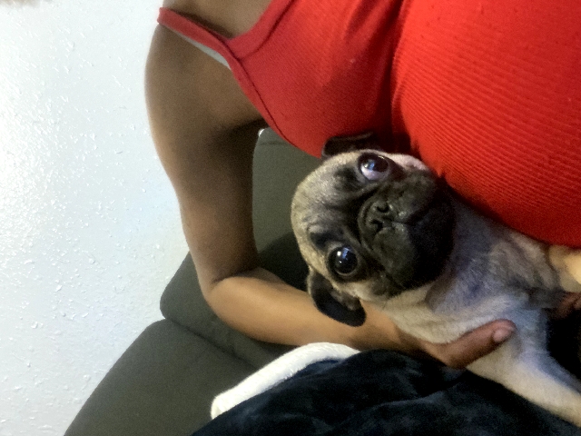 Pug – Bane - Puppy Pug