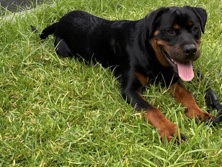 Rottweiler - Purebred Rottweiler  available for adoption in Culburra Beach