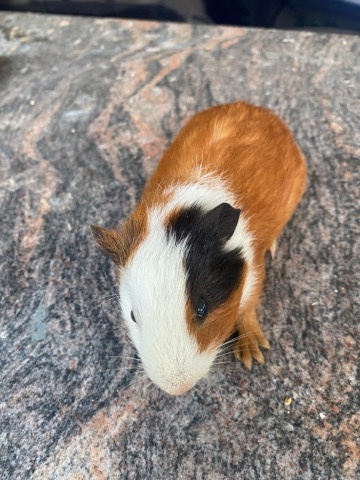 Guine pigs
