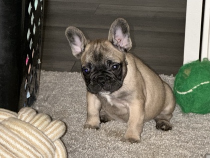 French Bulldog – Female French Bulldog – Summerville