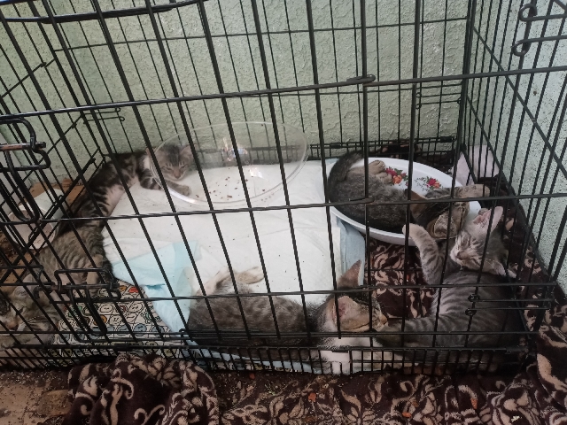 Siamese – Maine **** Kittens