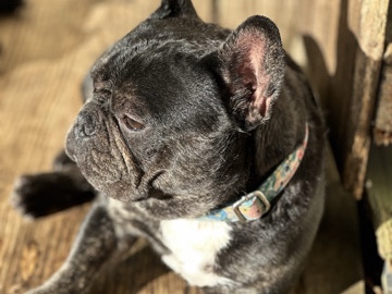 French Bulldog – Frech Bulldog – Kannapolis