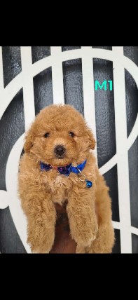 Poodle – Toypoodle puppies for sale