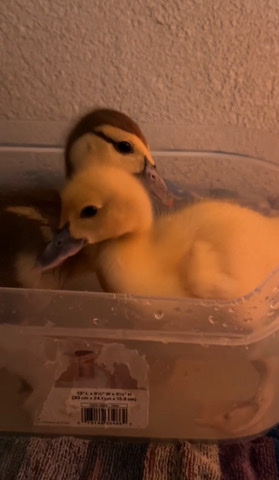 ducks