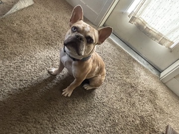 French Bulldog – Hello . I’m Mello – Denver