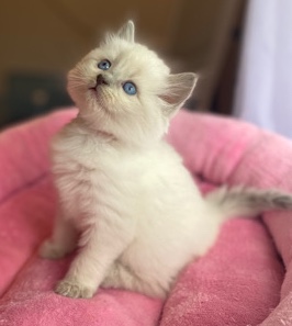 Ragdoll – ragdoll kittens