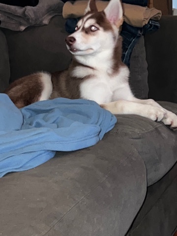 Siberian Husky – Siberian husky for sale 9 month old
