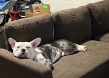 selling my one year old pure bred pocket bully