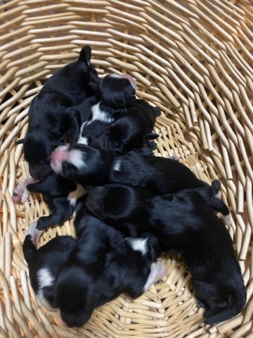 Miniature Schnauzer – Miniature schnauzer puppies