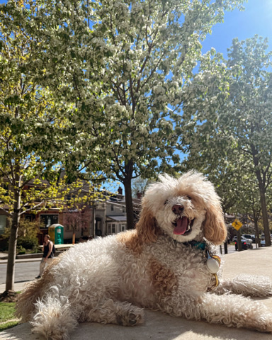 Poodle – dog for sale