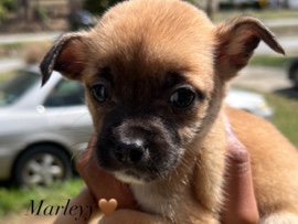 Chihuahua – Marleyy🤎 Needs A New Home🤍 – High Point