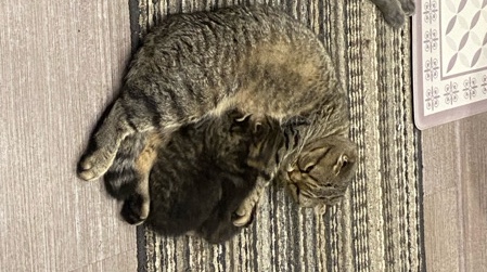 Scottish Fold – cats