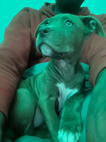 American Pit Bull Terrier – Puppy for sale