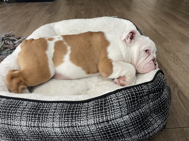American Bulldog – American Bulldog – Palmetto