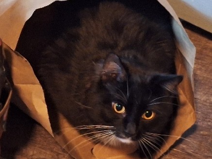 American Wirehair – looking for a good home!