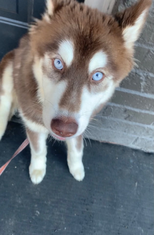 Siberian Husky Blue eyes