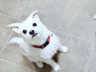 Mixed Breed – Adorable Sam – Oakland