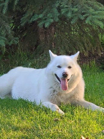 Siberian Husky β so lovely and friendly π femal dog