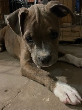 American Pit Bull Terrier – puppy