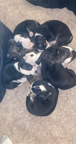 American Pit Bull Terrier – American pit bull puppy