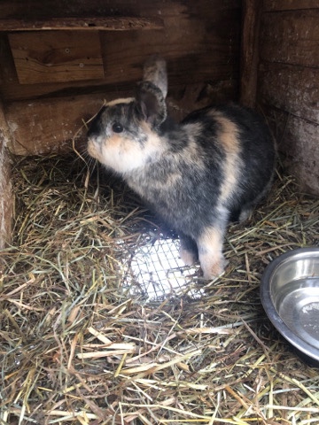 Harlequin – rabbits